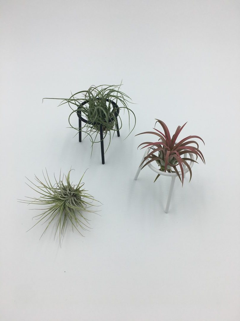 airplant-subscription-02