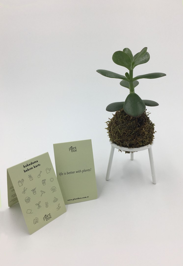 kokedama-hazirlama-kiti-04